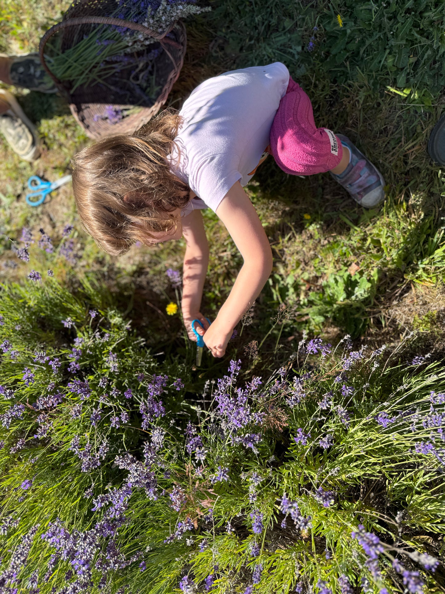 Artemis’ Lavender bouquet
